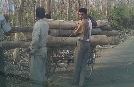 Smuggling of expensive timber is rampant at Tripura: Police fails to arrest the kingpins